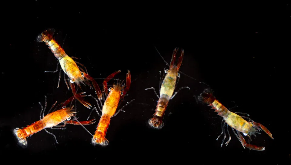 Five lobster larvae in various colors are seen through a dissecting microscope