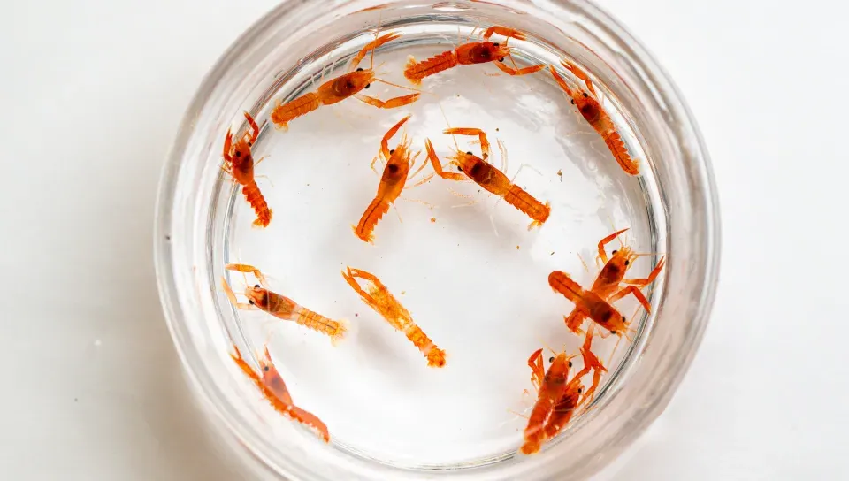 Over a dozen baby orange lobsters are seen in a petri dish